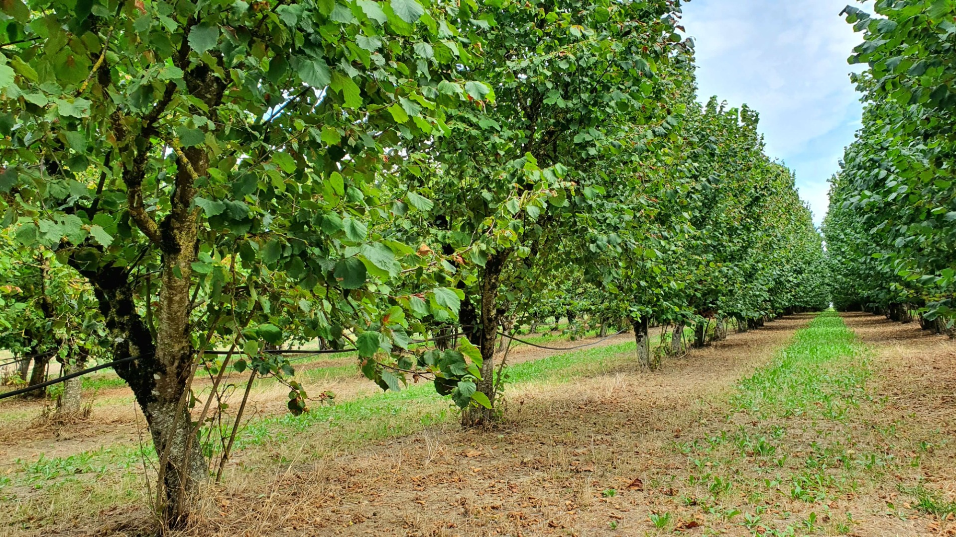 Hazelnut orchards VergersduSudOuest